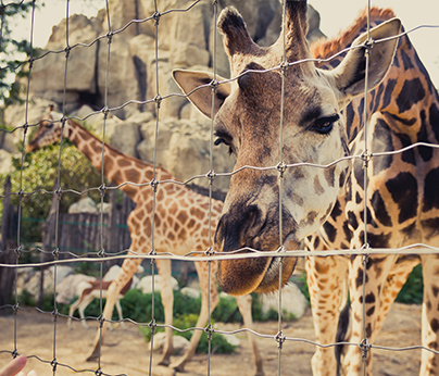giraffe at zoo - 404 x 346